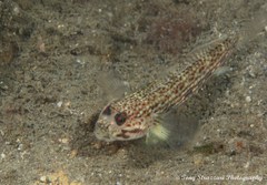 Istigobius hoesei