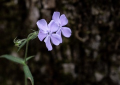 Phlox divaricata