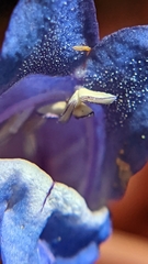 Penstemon leiophyllus