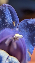 Penstemon leiophyllus