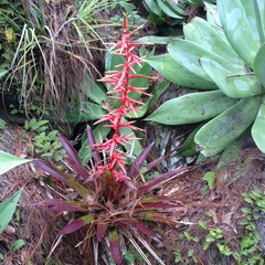 Tillandsia guatemalensis