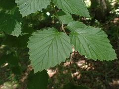 Viburnum alabamense