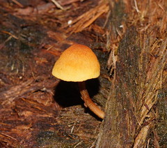 Gymnopilus eucalyptorum