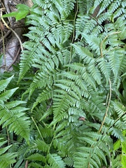 Davallia solida