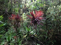 Tillandsia guatemalensis