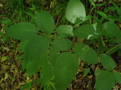 Ligusticum canadense