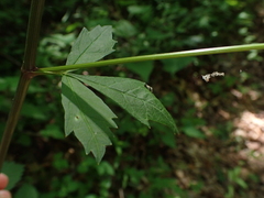 Ligusticum canadense