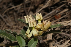 Asclepias prostrata