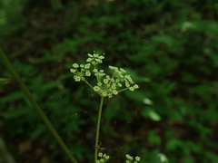 Ligusticum canadense