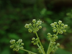 Ligusticum canadense