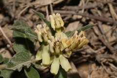 Asclepias prostrata