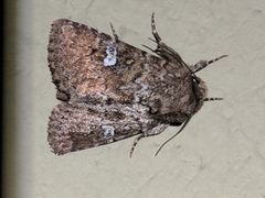 Properigea albimacula