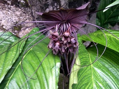 Tacca plantaginea