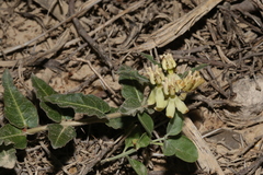Asclepias prostrata