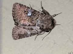 Properigea albimacula