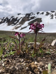 Pedicularis sudetica