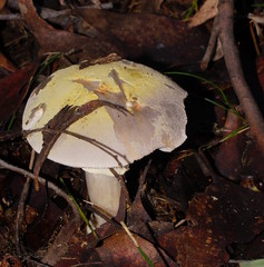 Amanita grisella