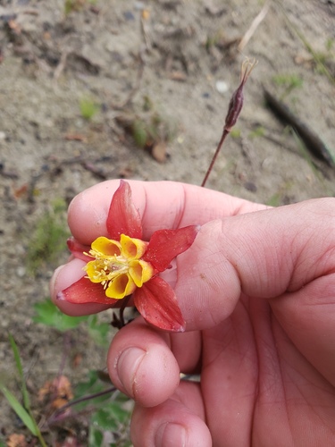Aquilegia formosa