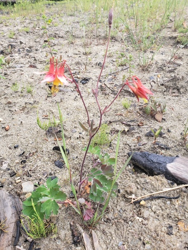 Aquilegia formosa