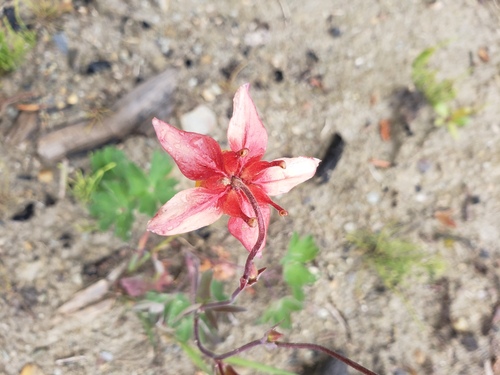 Aquilegia formosa
