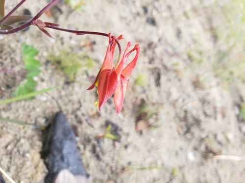 Aquilegia formosa