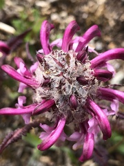 Pedicularis sudetica