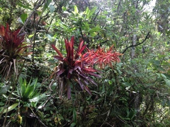 Tillandsia guatemalensis