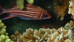 Sargocentron microstoma