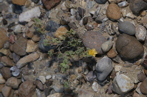 Image of Billieturnera helleri by (c) Reid Hardin, some rights reserved (CC BY)