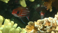 Sargocentron microstoma