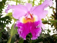 Cattleya labiata