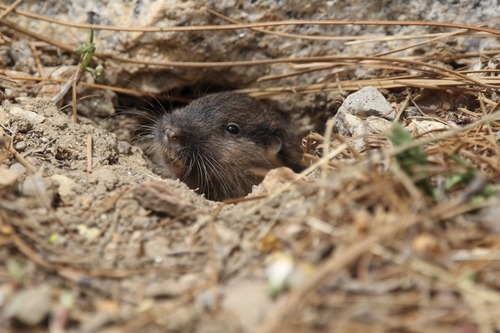 Southern Pocket Gopher (Megascapheus umbrinus)
