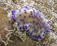 Pseudoceros laingensis