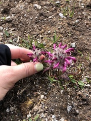 Pedicularis sudetica