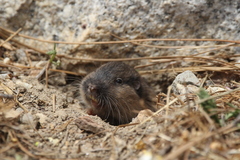 Thomomys umbrinus