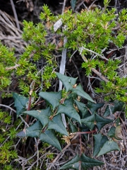 Platylobium triangulare