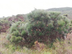 Banksia occidentalis