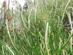 Banksia occidentalis