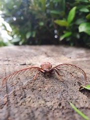 Microplophorus magellanicus