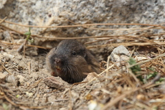 Thomomys umbrinus