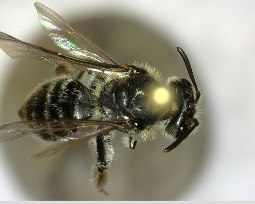 iNaturalist observation photo of Mining Bees