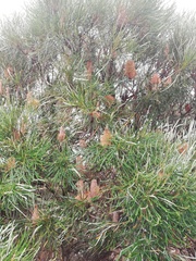 Banksia occidentalis