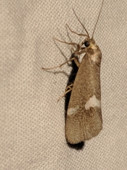 Cisthene liberomacula