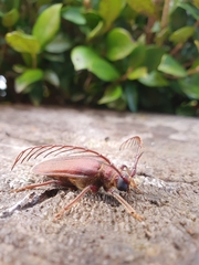 Microplophorus magellanicus