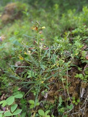 Pedicularis labradorica