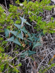 Platylobium triangulare