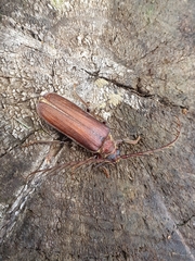 Microplophorus magellanicus