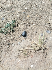 Gymnopleurus mopsus