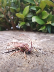 Microplophorus magellanicus