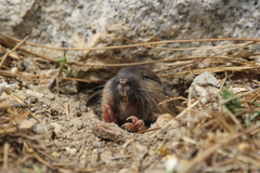 Thomomys umbrinus